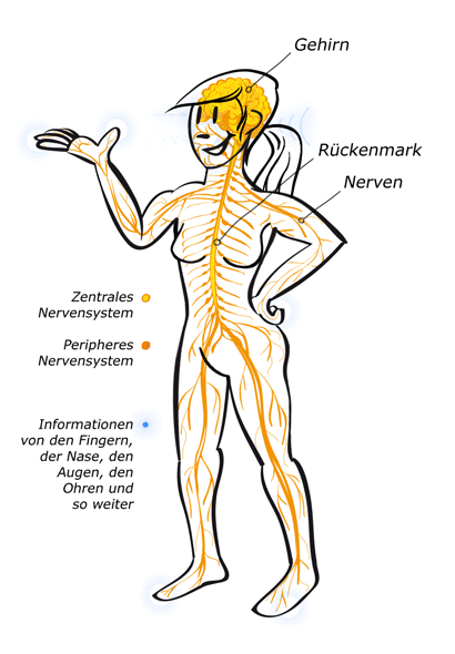 nervensystem_female_in.gif